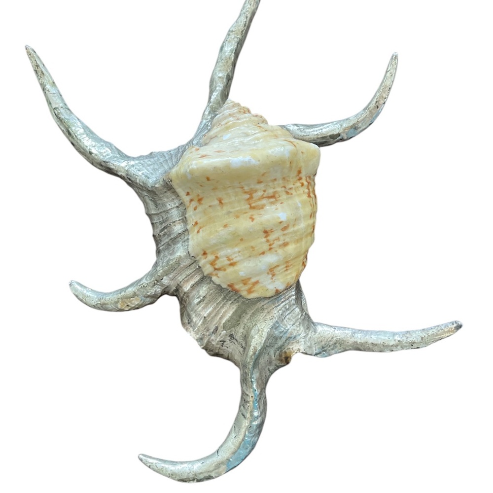 Lambis Rugosa Shell - Original Williams Sonoma Creation Vintage